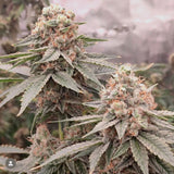 Conscious Genetics - 7 x London Velvet Cake + 3 x Free Red Kachina