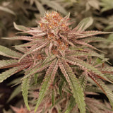 Conscious Genetics - 7 x London Velvet Cake + 3 x Free Red Kachina