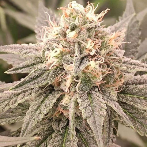 Conscious Genetics - 7 x London Velvet Cake + 3 x Free Red Kachina