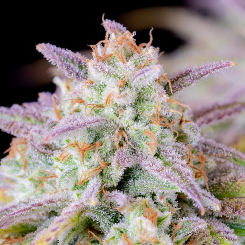 Fast Buds Original - Afghan Kush Auto