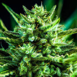 Fast Buds - Apricot Auto