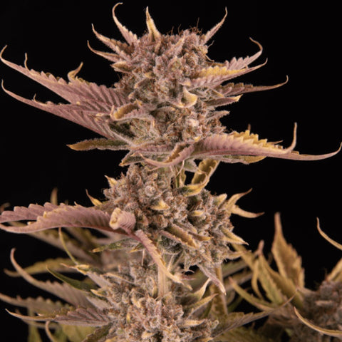 Fast Buds - Apricot Auto