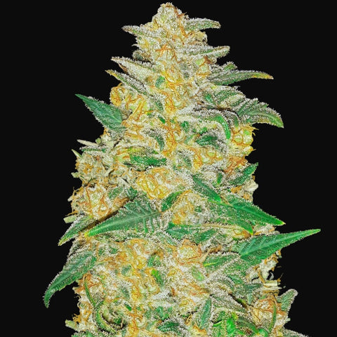 Fast Buds Original - AK Auto