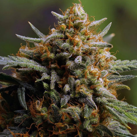 Fast Buds Original - Northern Lights Auto