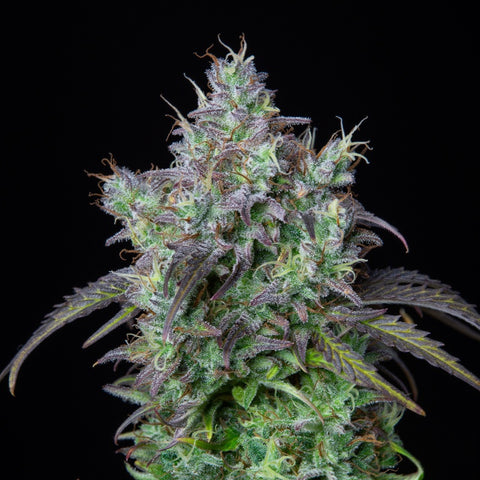 Fast Buds Original - Big Bud Auto