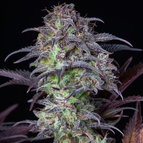 Fast Buds Original - Blueberry Auto