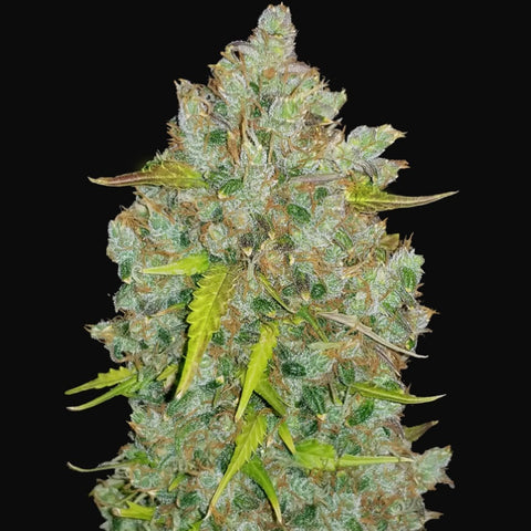 Fast Buds Original - Bubblegum Auto