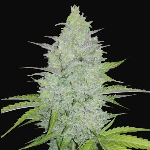 Fast Buds Original - Cheese Auto