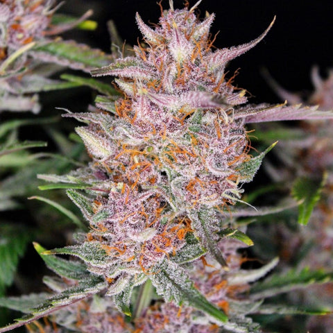 Fast Buds - Gorilla Punch Auto