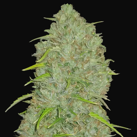 Fast Buds Original - Jack Herer Auto