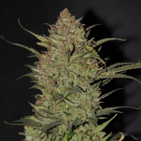 Fast Buds Original - OG Kush Auto