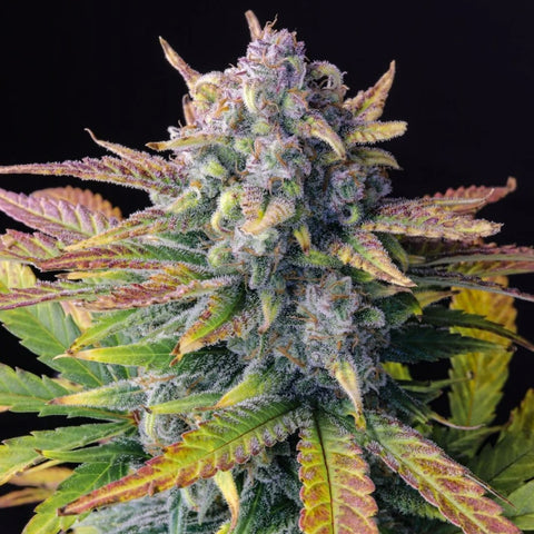 Fast Buds - Tropicana Cookies Auto