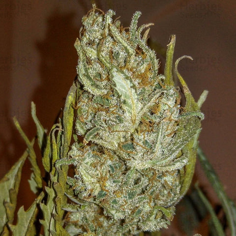 Fast Buds Original - White Widow Auto