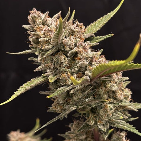 Fast Buds - Ztrawberriez Auto