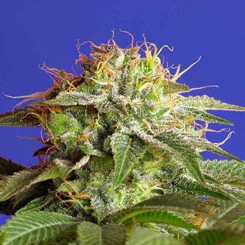 Sweet Seeds - Green Poison
