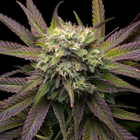 Grateful Seeds - Mela Verde + 2 x Free Mela Verde