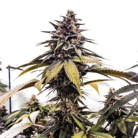Grateful Seeds - Runtzbert + 2 x Free Papaya Cooler Seeds
