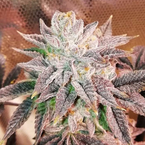 Grateful Seeds - Z Head