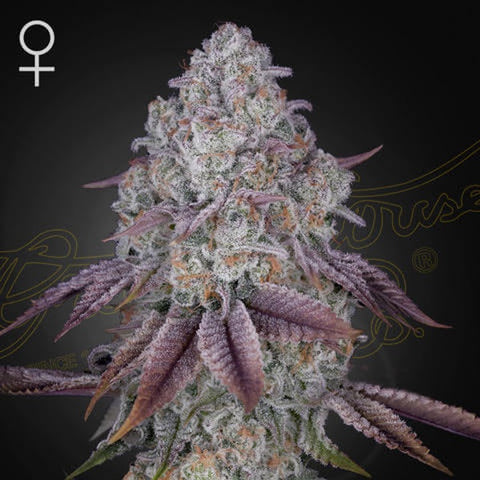 Green House Seeds - Persian Pie
