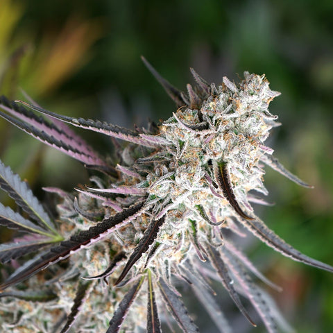 Humboldt Seeds - Florida Gaspack