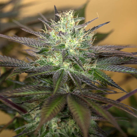Humboldt Seeds - Sapphire OG
