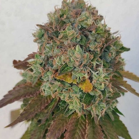 Karma Genetics - Acid Dawg - Regular Seeds