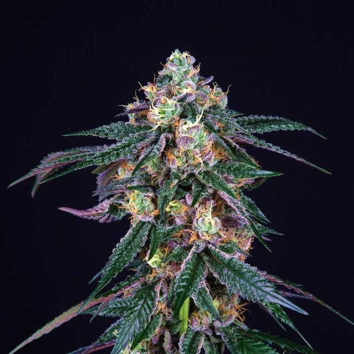 Perfect Tree - Midnight Sunset + 3 x Free Tropicozz Seeds – The