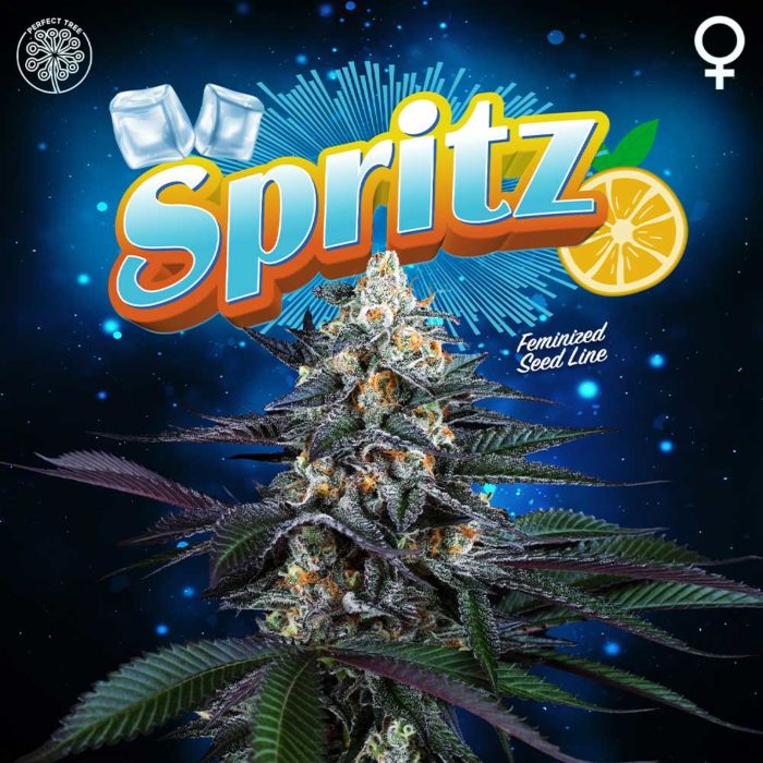 ハーブ The seeds Perfect Tree - Spritz + 3 x Free Tropicozz Seeds – The JuicyJoint