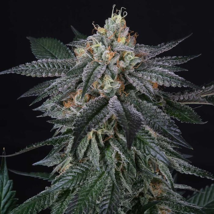 Perfect Tree - ZaiZai + 3 x Free Tropicozz Seeds – The