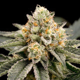Ripper Seeds - Zombie Bride