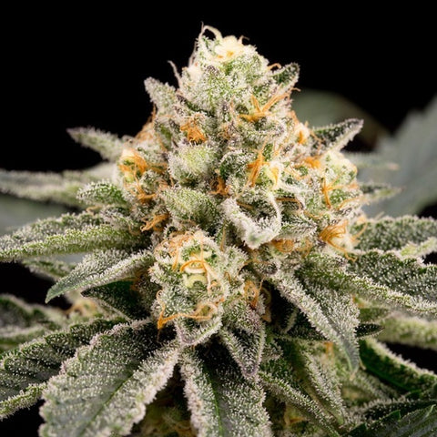 Ripper Seeds - Zombie Bride