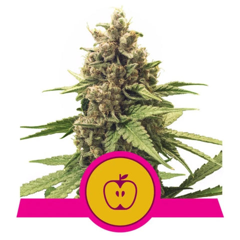 Royal Queen Seeds - Apple Fritter