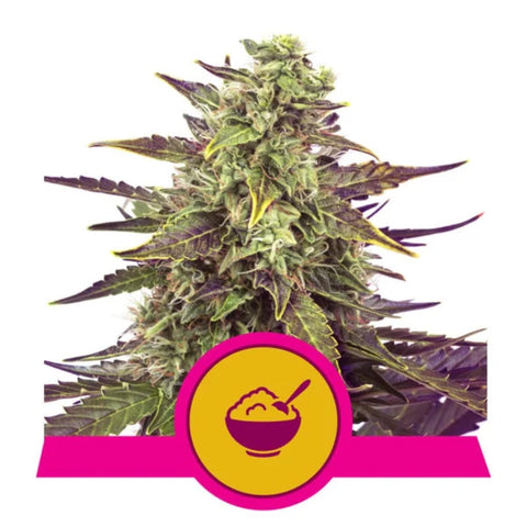 Royal Queen Seeds - Cereal Milk