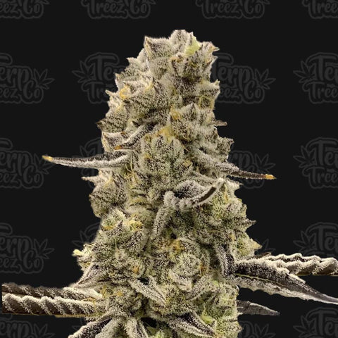 Terp Treez Co - Mochi Mints