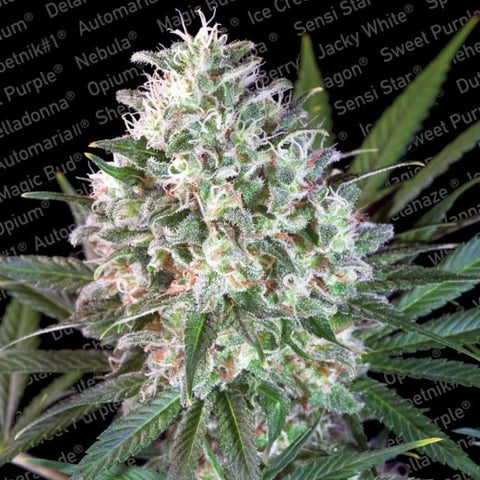 Paradise Seeds - Space Cookies