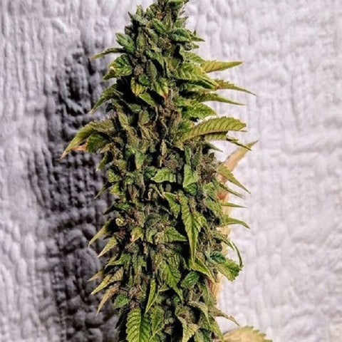 Holy Smoke Seeds - London OG - The JuicyJoint
