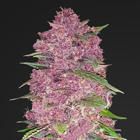 Fast Buds - Purple Lemonade Auto