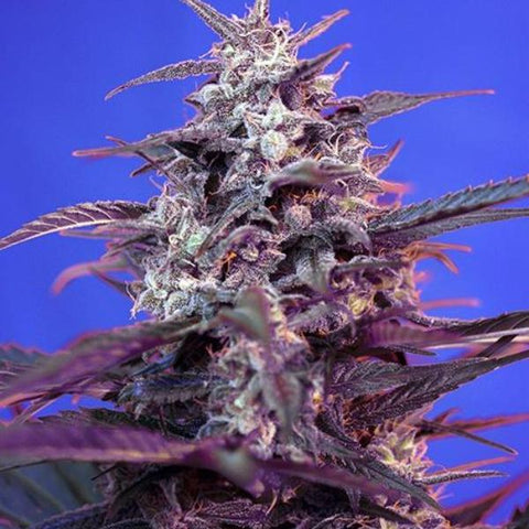 Sweet Seeds - Bloody Skunk Auto