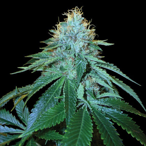 Reserva Privada: The OG #18 - The JuicyJoint