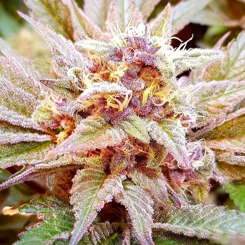 Holy Smoke Seeds - Cherry Punch Dawg