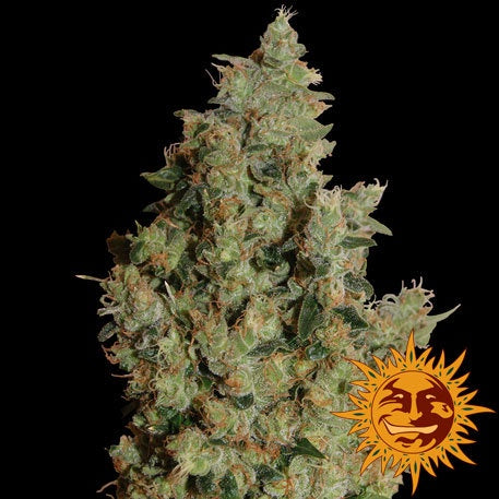 Barneys Farm Seeds - Tangerine Dream - The JuicyJoint