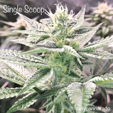 Cannarado Genetics - Single Scoop