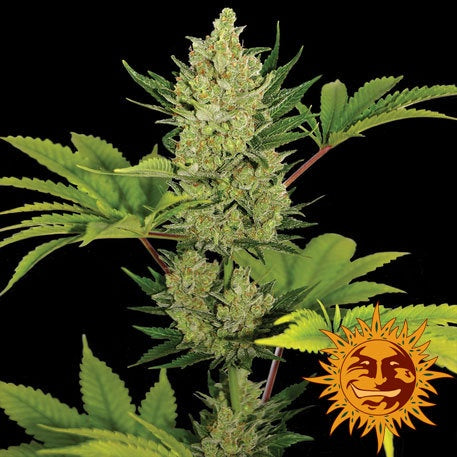 Barneys Farm Seeds - Blue Cheese Automatic - The JuicyJoint