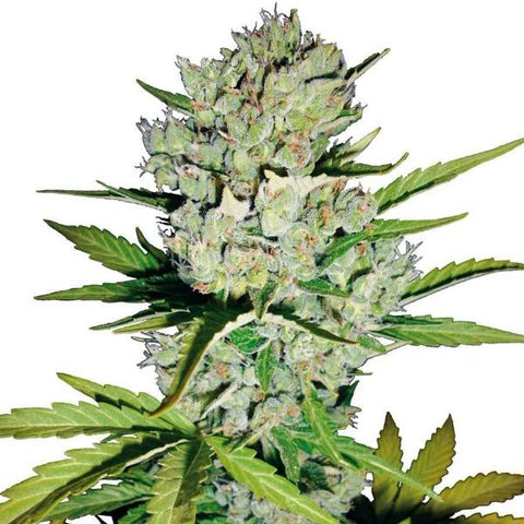 Sensi Seeds - Super Skunk Auto - The JuicyJoint