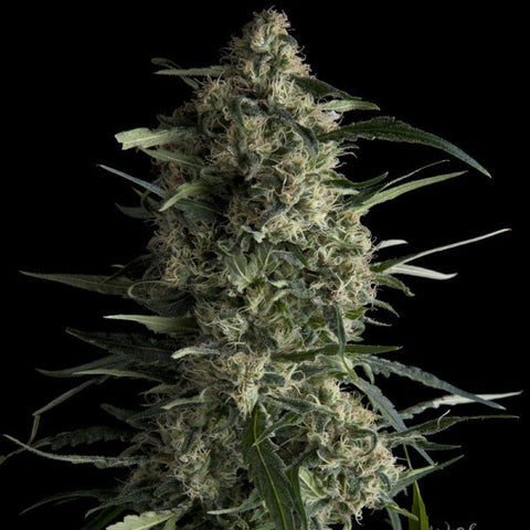 Pyramid Seeds - Galaxy - The JuicyJoint