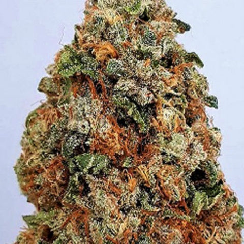 Big Head Seeds - Dogstar Dawg - The JuicyJoint