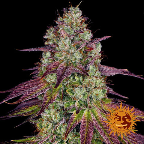 Barneys Farm Seeds - MIMOSA EVO™