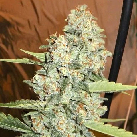 The Cali Connection - Jedi Kush