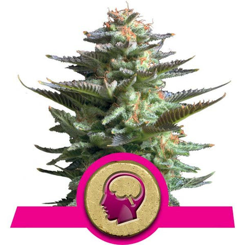 Royal Queen Seeds - Amnesia Haze - The JuicyJoint