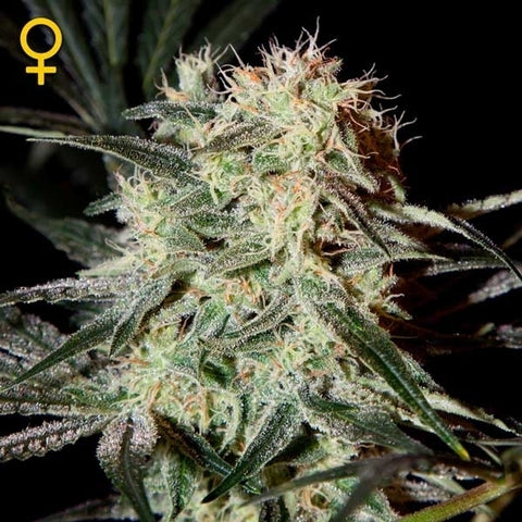 Green House Seeds - Arjan's Strawberry Haze - The JuicyJoint